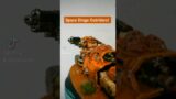 Space Dingo Outriders!! #warhammer #miniatures #gamesworkshop #art #artwork #dingo